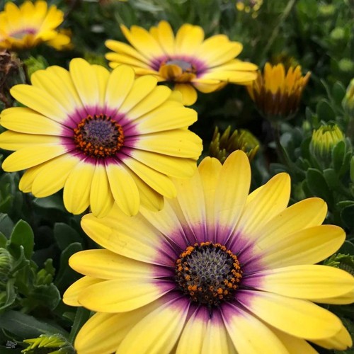 Osteospermum ecklonis 'Erato® Yellow Purple Eye' - Eckloni kuldkakar 'Erato® Yellow Purple Eye' P9/0,55L  